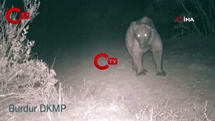 Bozayı fotokapana yakalandı