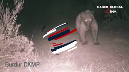 Bozayı, Burdur'da ikinci kez fotokapana yansıdı