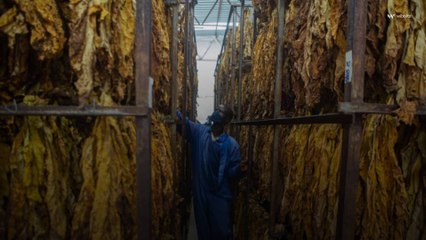 L'OMS signale l'impact environnemental de l'industrie du tabac