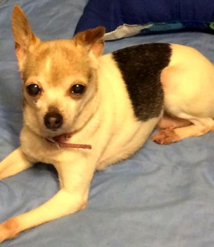 Dünyanın en yaşlı köpeği Pebbles, 22 yaşında Guinness Rekorlar Kitabı'na girdi