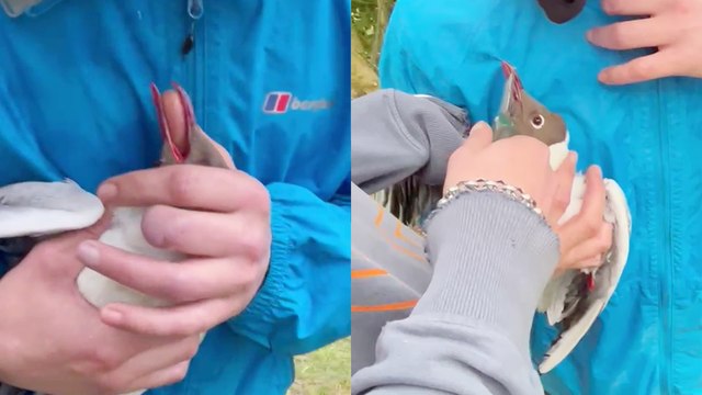 'Kindhearted lads help out a seagull after it gets fishhook stuck in its beak '