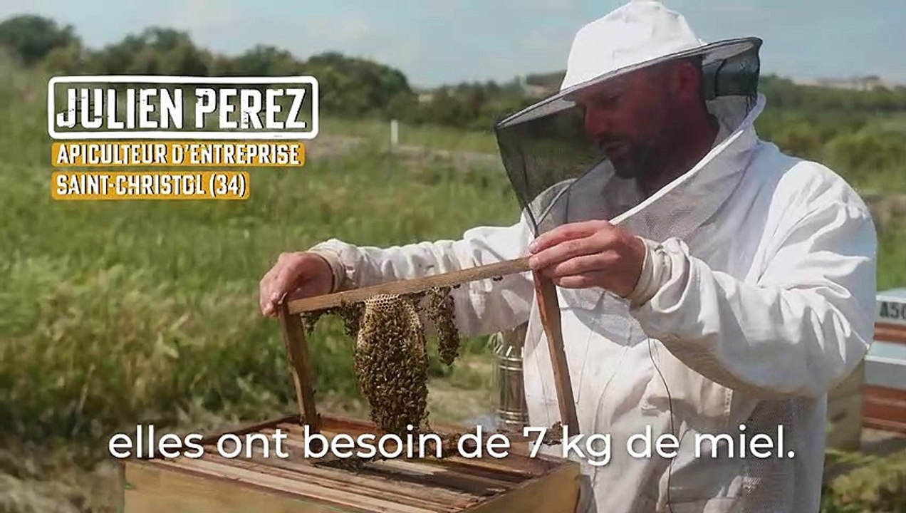 Histoires de ruches : Les abeilles batisseuses