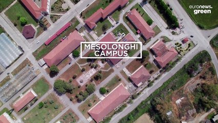 Occhio alle specie invasive arrivate nel Mediterraneo: "Alterano l'ecosistema"