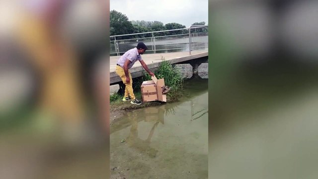 Mamma germano reale con i suoi 11 anatroccoli salvati dai vigili e liberati al parco delle Cave