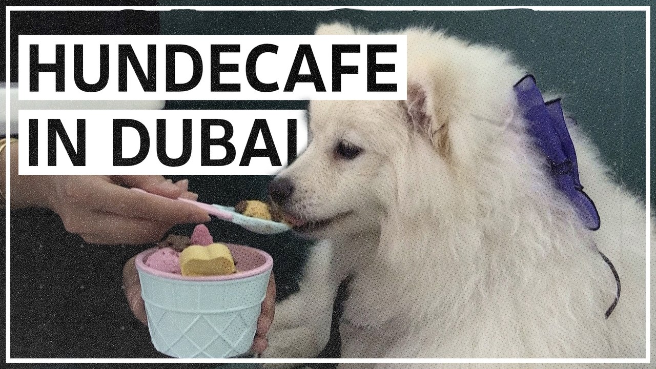 Verwöhnte Haustiere: Hundecafé in Dubai eröffnet