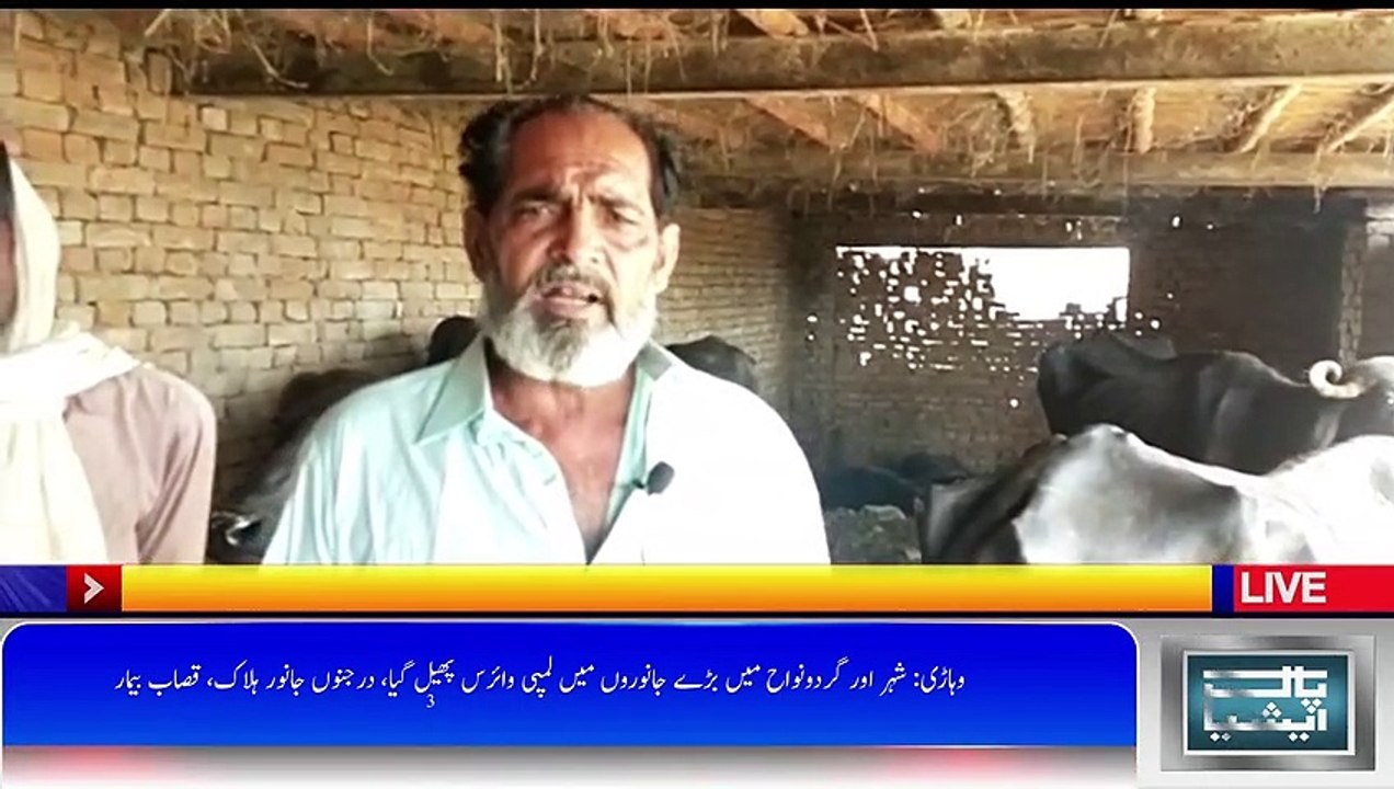 شہر اور گردونواح میں بڑے جانوروں میں لمپی وائرس پھیل گیا، درجنوں جانور ہلاک، قصاب بیمار