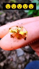 اغرب حشره ممكن تشوفها ♥️ The strangest insect in the world