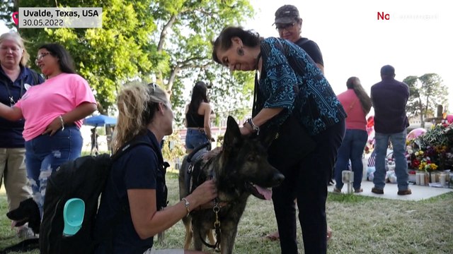 Dogs offer comfort to Uvalde locals after mass shooting