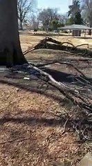 Massive tree damage from storm