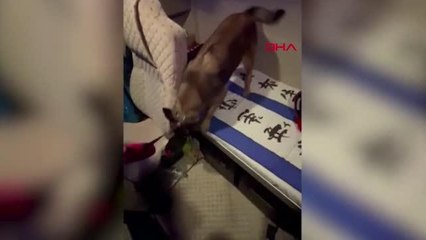 ELAZIĞ'DAKİ UYUŞTURUCU OPERASYONLARINDA 2 ŞÜPHELİ GÖZALTINA ALINDI