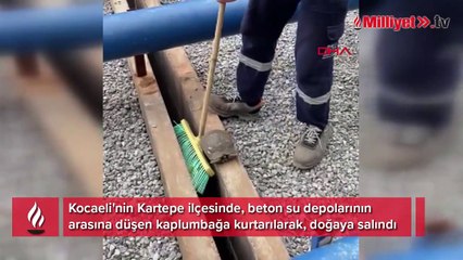 Depoların arasına düşen kaplumbağayı böyle kurtardılar