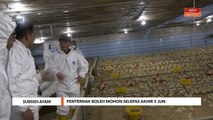 Subsidi Ayam | Penternak boleh mohon selepas akhir 5 Jun