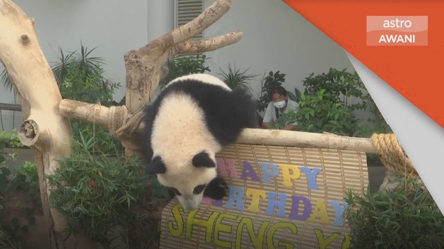 Sambutan Hari Jadi | Sheng Yi, panda betina sambut ulang tahun pertama