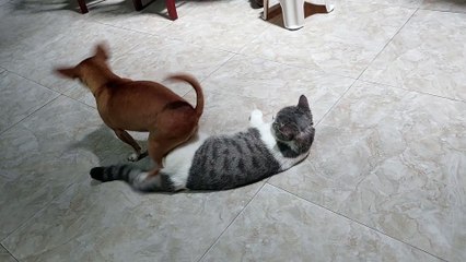 Dog Attempts to Sit on Cat Friend