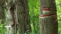 Abate de árvores na Roménia deixa apenas 20% das árvores antigas