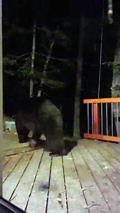 Black Bear Tries to Get Bird Seed Tied to Rope