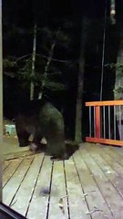 Black Bear Tries to Get Bird Seed Tied to Rope