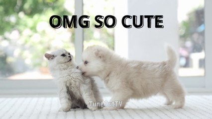 OMG So Cute! A little kitten and a puppy playing.