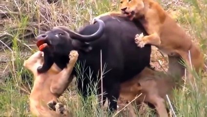 Most Amazing Moments Of Wild Animal 2022 - Wild Discovery Animals