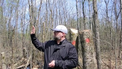 Frédéric Naud explique l'opération d'abattage d'arbres au boisé Du Tremblay