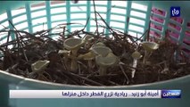 أمينة أبو زنيد.. ريادية تزرع الفطر داخل منزلها