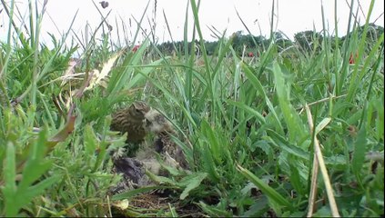 Springwatch 2022 episode 2