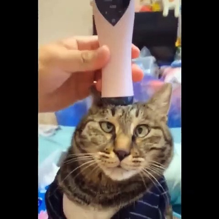 Cats Will Make You Laugh Your Soul Out