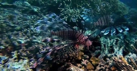 Reef Doctors S01 E09