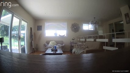 Dog Makes a Great Escape