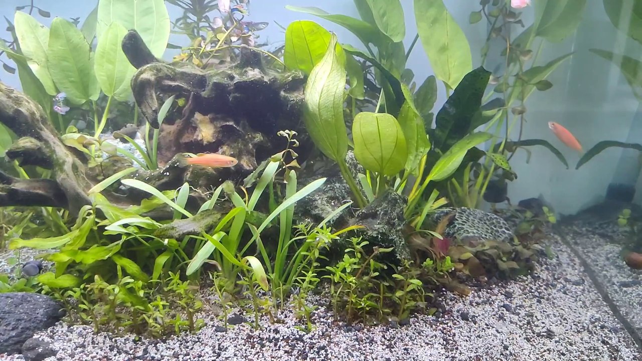 Aquascape Mini