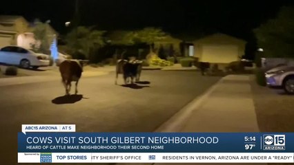 Cows visiting south Gilbert neighborhood frequently recently