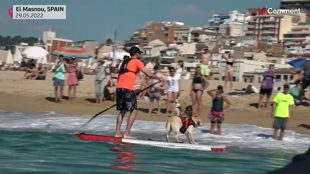Hunde auf dem Surfbrett