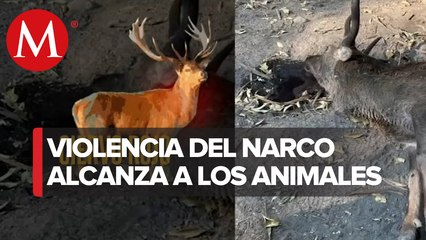 Asesinan animales en Zoológico de Colima