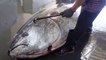 IKAN TUNA RAKSASA !! sashimi mewah! Pertunjukan pemotongan tuna sirip biru raksasa