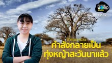 ป่าแอมะซอน กำลังกลายเป็นทุ่งหญ้าสะวันนา เกิดอะไรขึ้น? | KEEP THE WORLD |SPRiNG