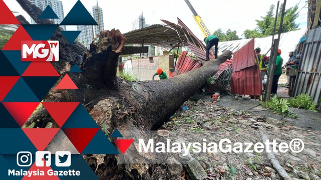 MGNews : 3 Anggota Sukarela Nyaris Dihempap Pokok Khaya Senegalensis