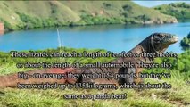 FACT OF KOMODO DRAGON - Fakta tentang Komodo yang banyak tidak diketahui.
