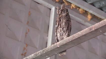 Yaralı bulunan İshak kuşu tedavi altına alındı