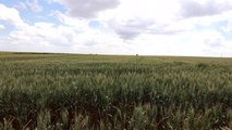 KIRKLARELİ - Çiftçi buğday üretiminden umutlu