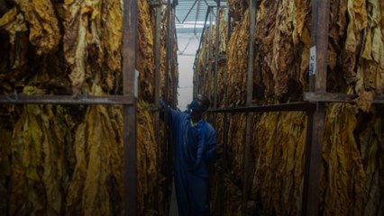 L'OMS signale l'impact environnemental de l'industrie du tabac