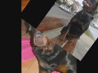 Les plus belles photos de mon rott