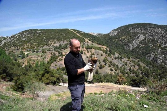 Tedavisi tamamlanan şahin özgürlüğe kanat açtı