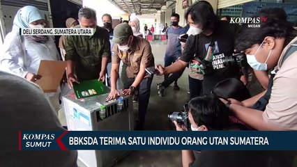 BBKSDA Sumut Terima Individu Orang Utan Sumatera