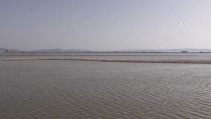 Yapay kuluçka adası yumurtadan çıkacak 18 bin flamingoyu bekliyor
