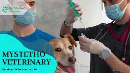 Soins vétérinaires d'urgence à Genève