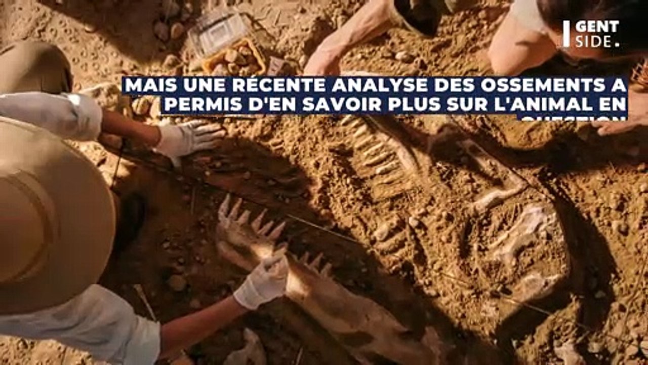 Des ossements d'un animal étonnant vieux de 20 000 ans découverts dans le Grand Canyon