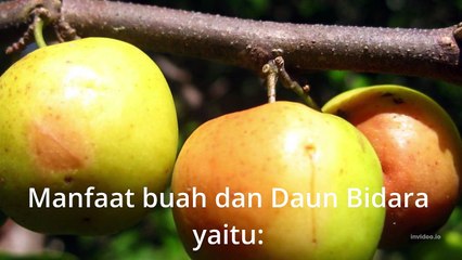 BENEFITS OF FRUIT AND BIDARA LEAVES FOR HUMAN HEALTH(MANFAAT BUAH DAN DAUN BIDARA BAGI KESEHATAN MANUSIA)