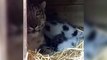 First glimpse of Highland Wildlife Park’s snow leopard cubs
