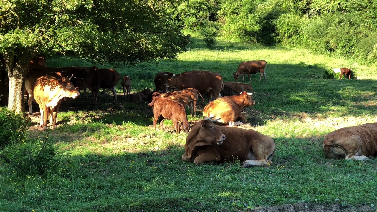Vaches (Cows)