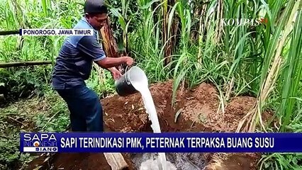 Peternak Mulai Tercekik! Ribuan Liter Susu Sapi Segar Dibuang Akibat Hewannya Suspek PMK